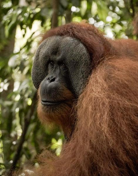 Sama Sama Homestay & Trekking Only Stay Here Book Trekking and Transport With Us, Varaa  Edulliset hotellit Sumatra:ssä