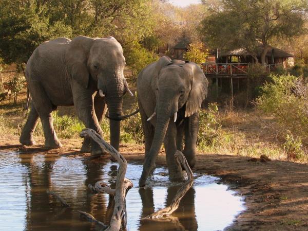 Umlani Bushcamp, Varaa Loma-asunto / Lodge Timbavati Game Reserve Mpumalanga