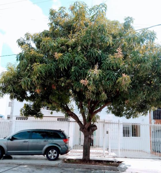 Casa Rosales, Varaa  Valledupar Cesar