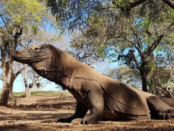 4D3N CRUISE Lombok-Komodo-Flores, Varaa  Mangsit Lombok