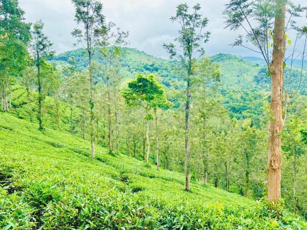 Zonooro Homestay Vythiri, Varaa  Vythiri 