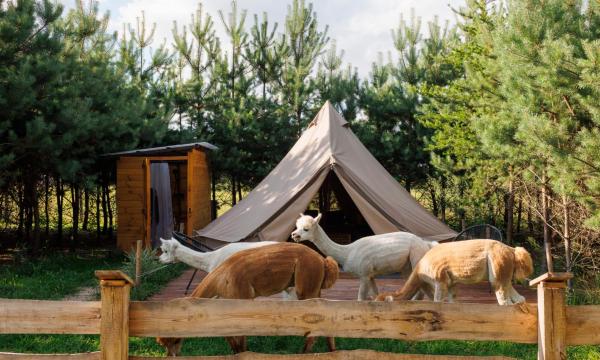Glamping - Projekt Alpaka, Varaa Leirintäalue Masovia leirintäalueet, Leirintäalue